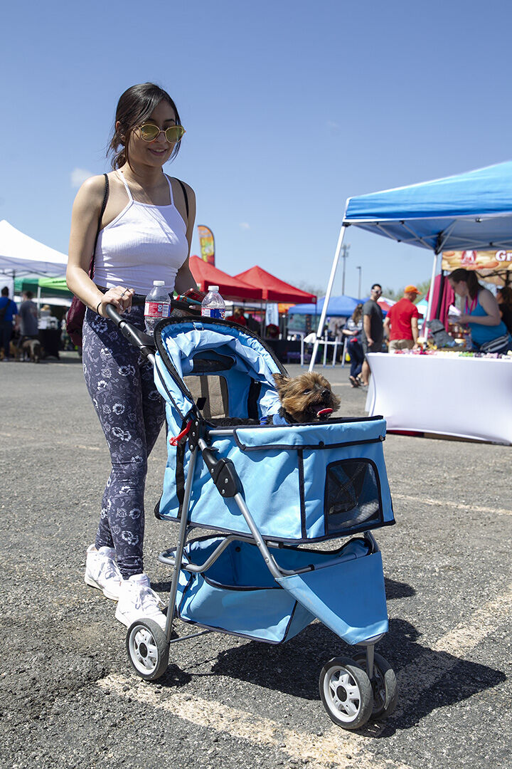 Petfest